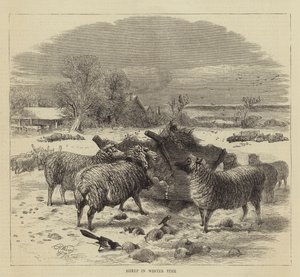 Moutons en hiver